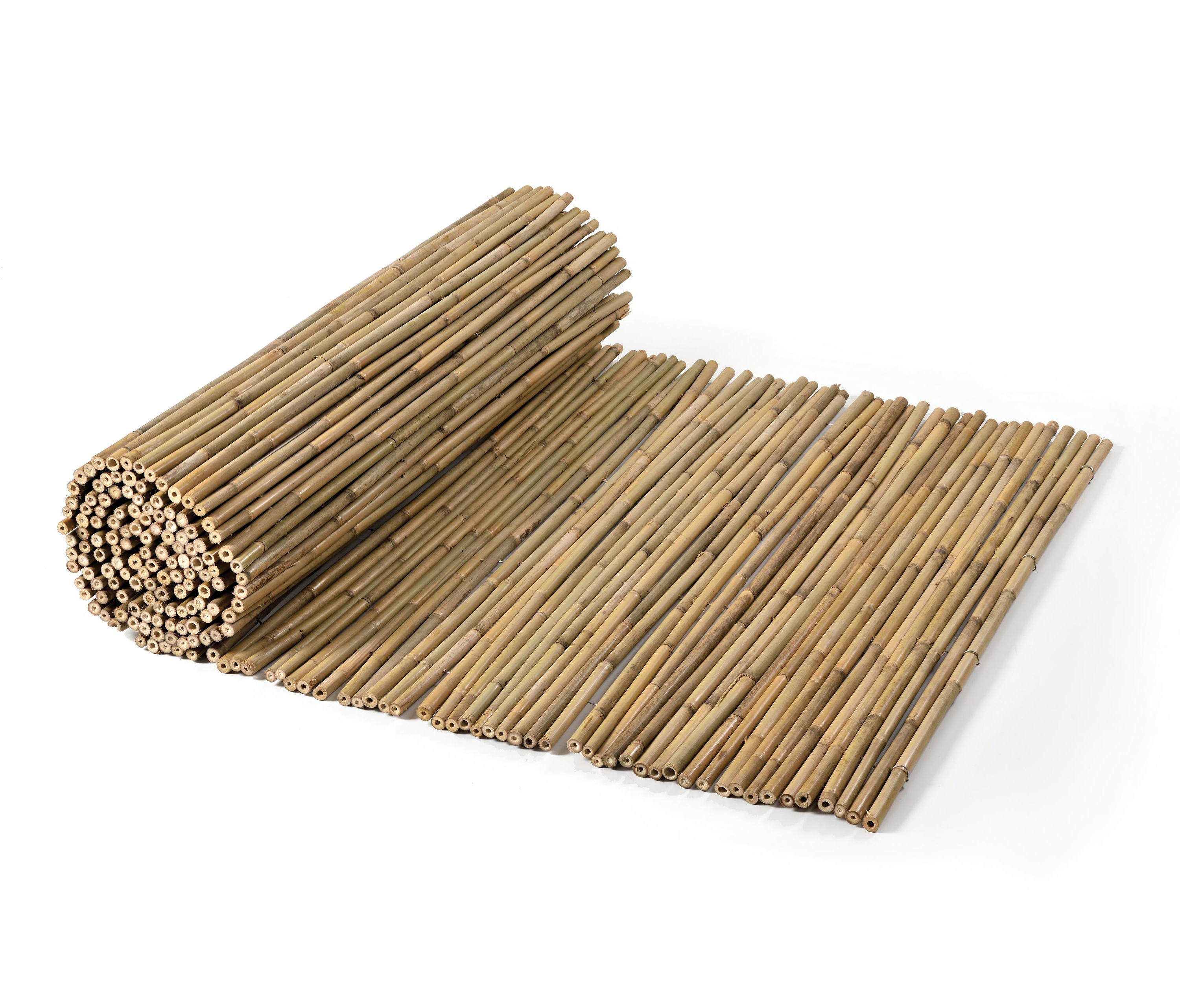 Gallery of Bamboos - Tonkin Bamboo - 3
