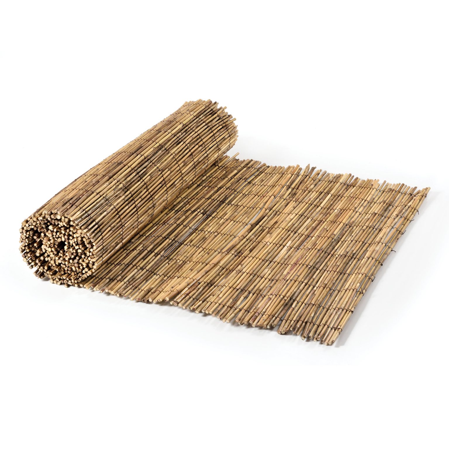 Gallery of Reeds - Fern - 1