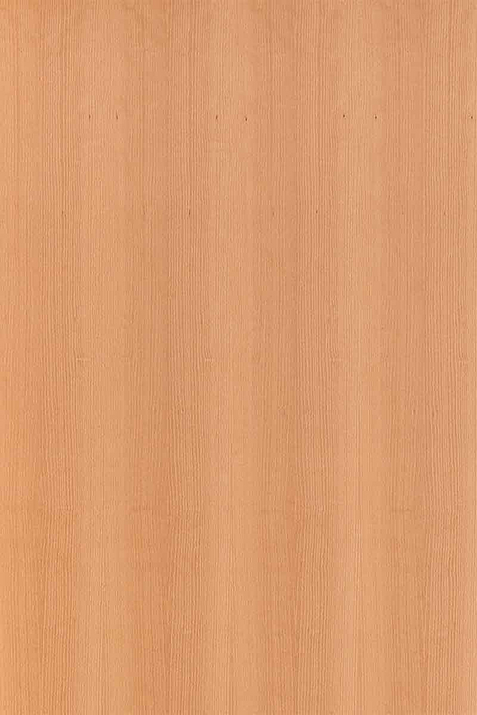 Beech
