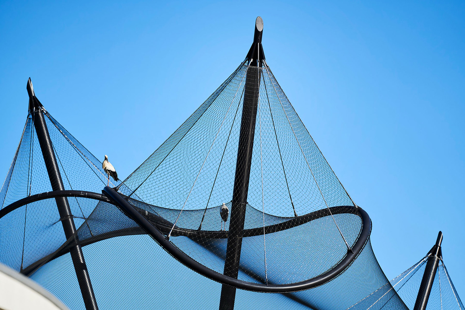 Web Net Rope System Gallery of Webnet Micro in Luisenpark Aviary Renovation - 1